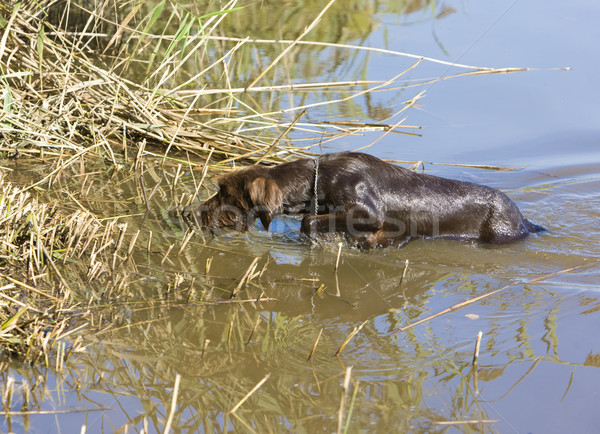 Stok fotoğraf: Gölet · köpekler · hayvan · evcil · hayvan · açık