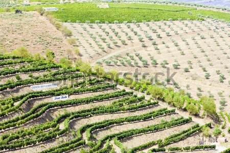 Stock photo: vineyars in Douro Valley, Portugal