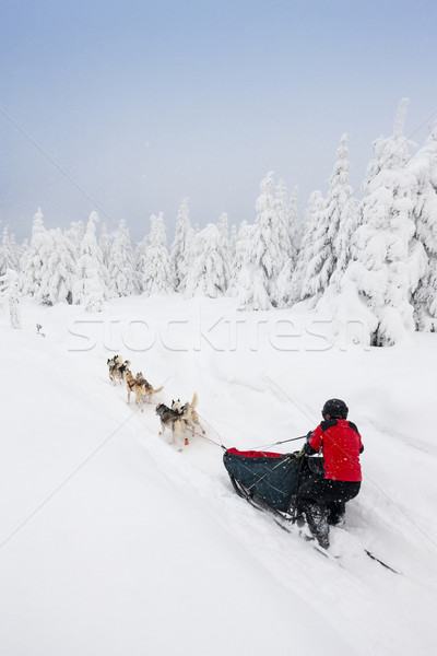 sledge dogging, Sedivacek's long, Czech Republic Stock photo © phbcz