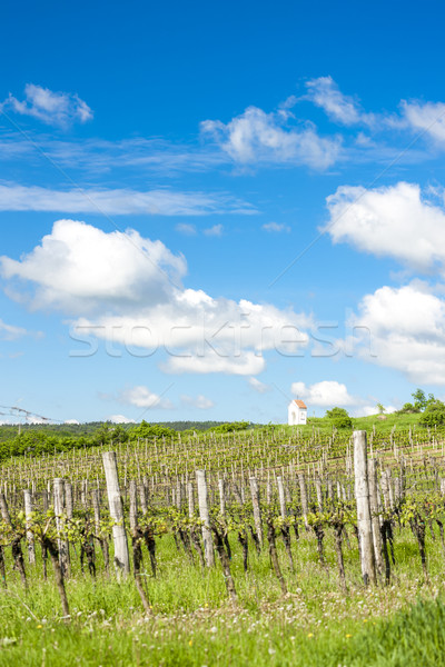 [[stock_photo]]: Printemps · vignoble · sud · République · tchèque · Europe · agriculture