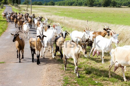 Stock fotó: Nyáj · kecskék · út · Franciaország · mezőgazdaság · kint