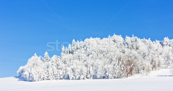 Jeseniky Mountains in winter, Czech Republic Stock photo © phbcz