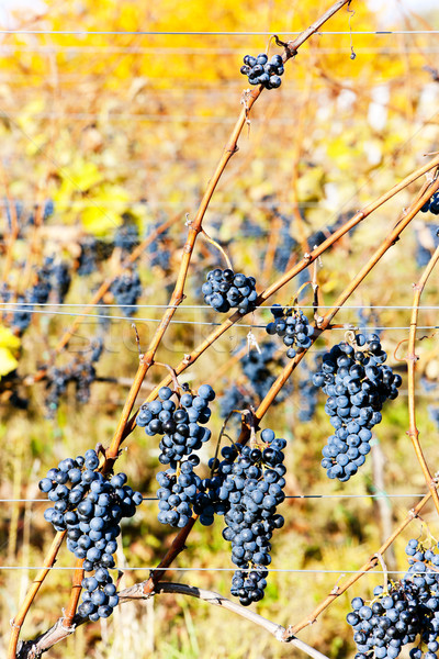 Stock photo: red grapes in vineyard, Czech Republic