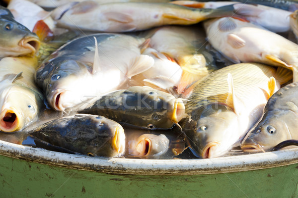 fish in vat during harvesting pond Stock photo © phbcz
