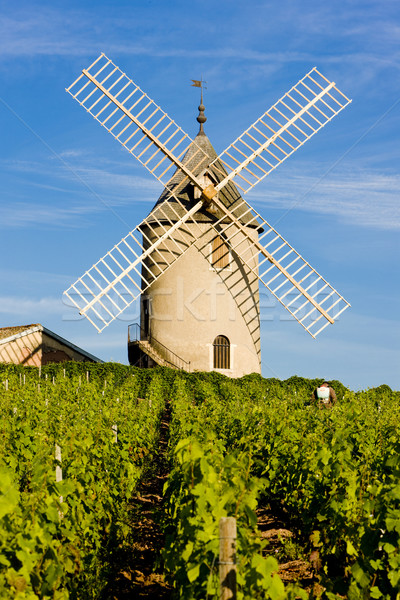 vineyards with windmill near Ch Stock photo © phbcz