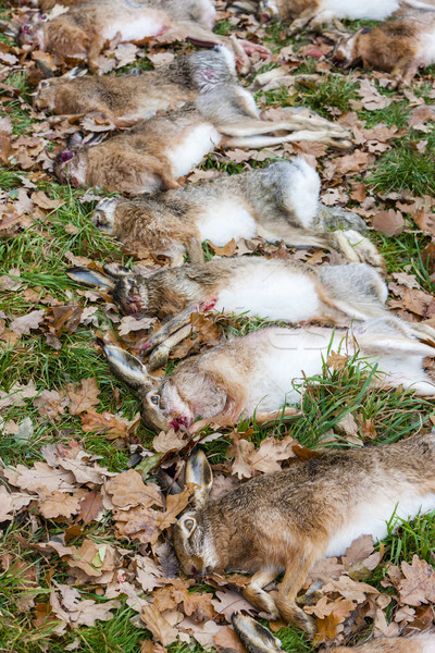 Zwierząt zając charakter śmierci jesienią martwych Zdjęcia stock © phbcz