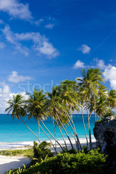 Fondo Barbados Caraibi albero panorama mare Foto d'archivio © phbcz