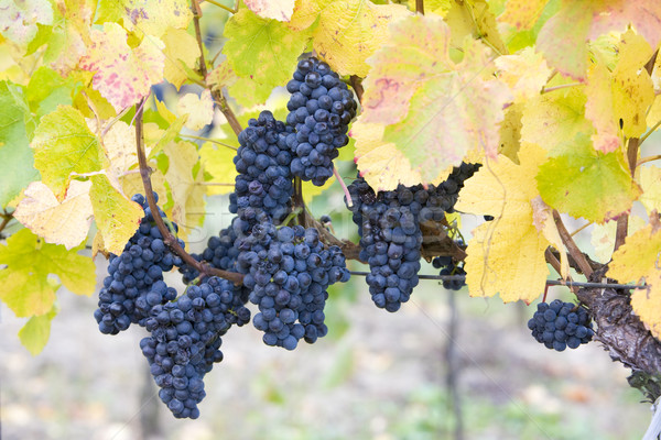 vineyard Jecmeniste, Eko Hnizdo, Czech Republic Stock photo © phbcz