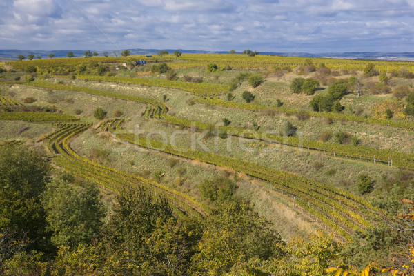 vineyards, Eko Hnizdo, Czech Republic Stock photo © phbcz