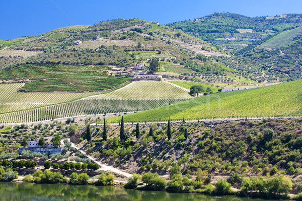 vineyars in Douro Valley, Portugal Stock photo © phbcz
