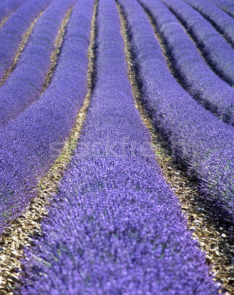 Foto d'archivio: Campo · di · lavanda · plateau · Francia · fiore · natura · sfondo