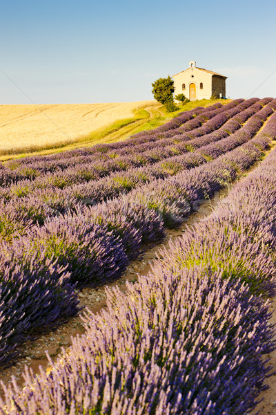 Stock photo: chapel with lavender and grain fields, Plateau de Valensole, Pro