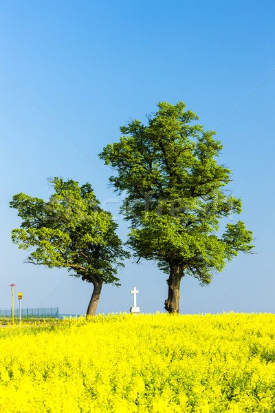 trees and cross with rape field, Czech Republic Stock photo © phbcz