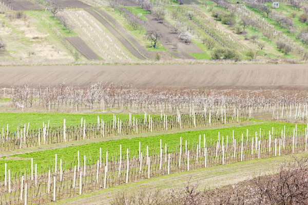 vineyard called Kravi hora near Kobyli, Czech Republic Stock photo © phbcz