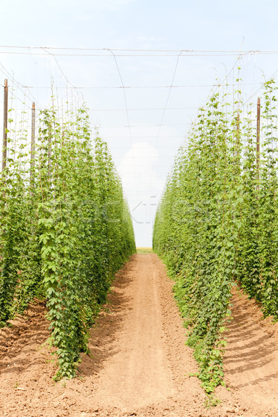 hops garden, Czech Republci Stock photo © phbcz