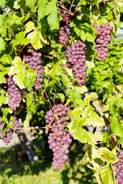 Weinrebe Weinberg Frankreich Blatt Herbst Trauben Stock foto © phbcz