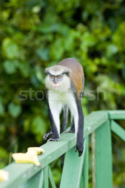 monkey in Grand Etang National Park, Grenada Stock photo © phbcz