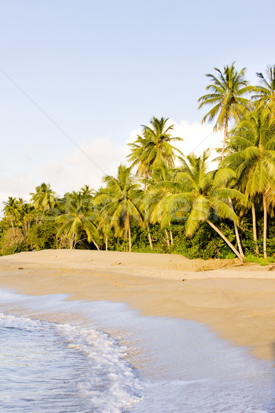 Tortuga playa árbol paisaje mar verano Foto stock © phbcz