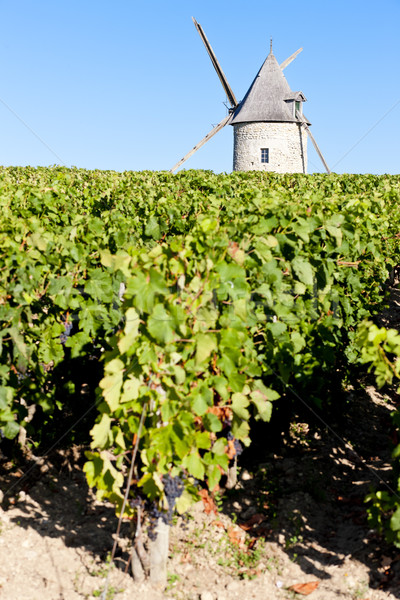 vineyard with windmill near Blaignan, Bordeaux Region, France Stock photo © phbcz