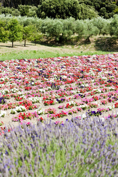 flower field and lavenders, Provence, France Stock photo © phbcz