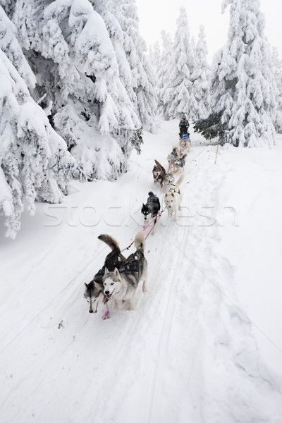 sledge dogging, Sedivacek''s long, Czech Republic Stock photo © phbcz