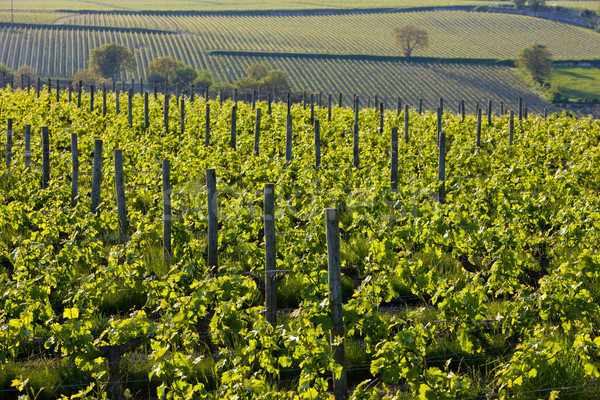 vineyards near Montsoreau, Pays-de-la-Loire, France Stock photo © phbcz