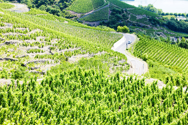 grand cru vineyards, Cote Rotie, Rhone-Alpes, France Stock photo © phbcz