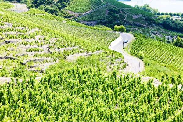 grand cru vineyards, Cote Rotie, Rhone-Alpes, France Stock photo © phbcz
