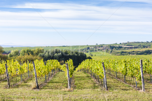 Stock photo: vineyard near Hnanice, Southern Moravia, Czech Republic