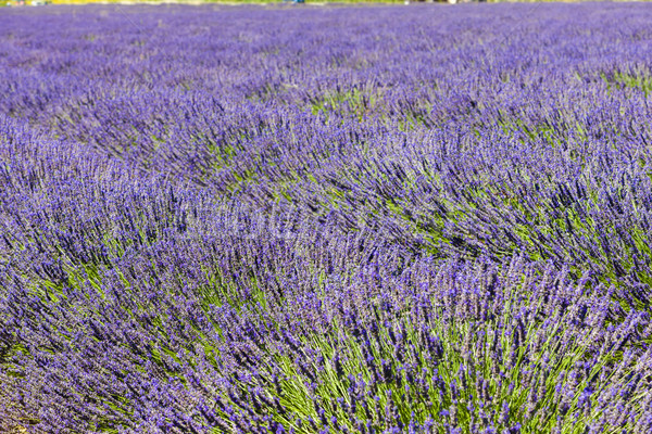 Lavendel veld plateau Frankrijk natuur plant lavendel Stockfoto © phbcz