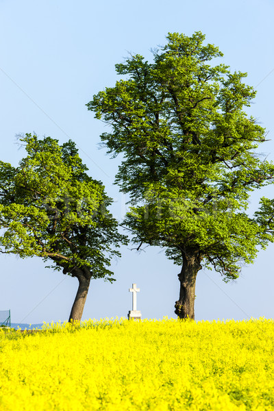 trees and cross with rape field, Czech Republic Stock photo © phbcz
