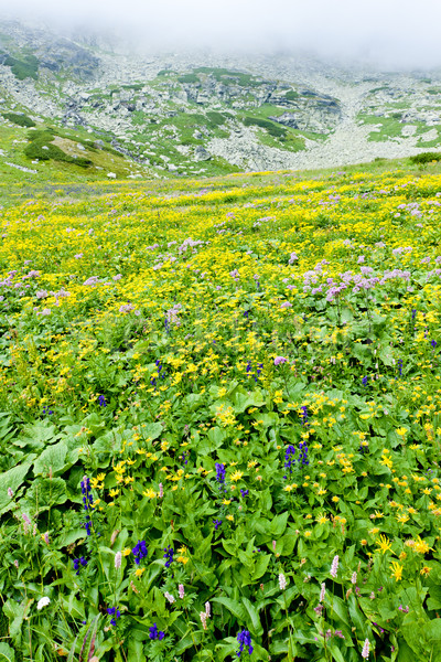 Alto Eslovaquia flor paisaje planta parque Foto stock © phbcz