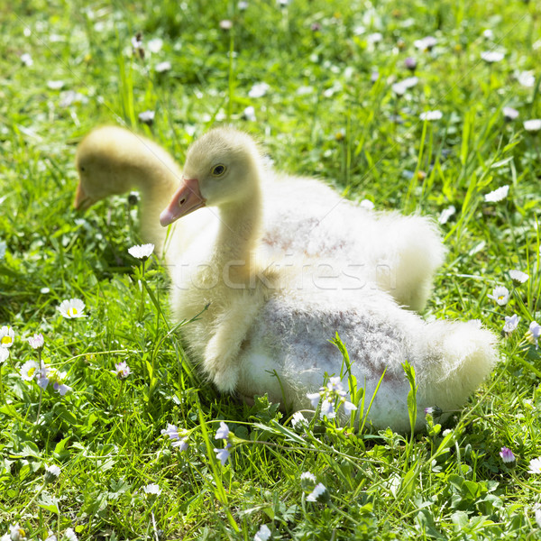 goslings Stock photo © phbcz