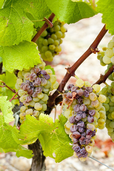 белый винограда регион Франция лист виноград Сток-фото © phbcz