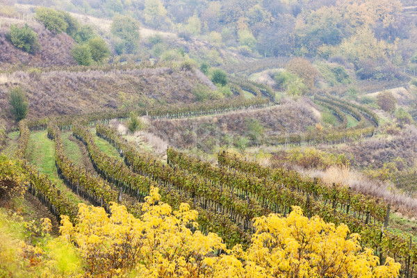 Stock photo: vineyards in autumn, Czech Republic