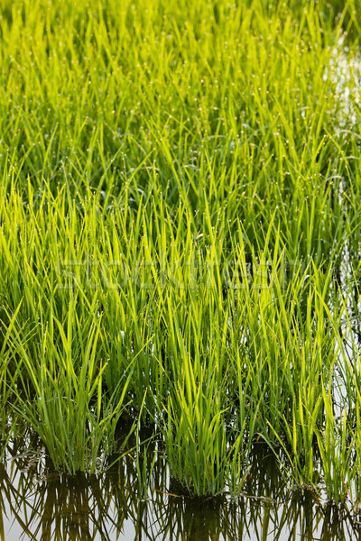 rice field near Tornaco, Piedmont, Italy Stock photo © phbcz