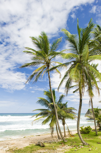 östlichen Küste Barbados Karibik Baum Landschaft Stock foto © phbcz