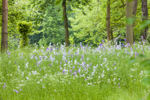 blossom meadow in forest Stock photo © phbcz
