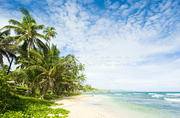 Martin''s Bay, Barbados, Caribbean Stock photo © phbcz