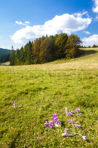 Luncă floare scazut Slovacia floare copac Imagine de stoc © phbcz