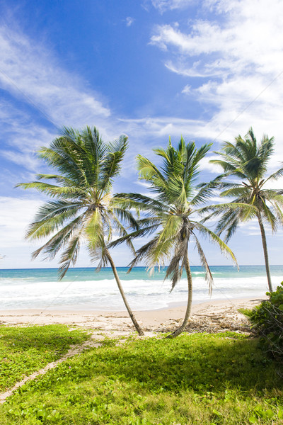 Green Point, Eastern coast of Barbados, Caribbean Stock photo © phbcz