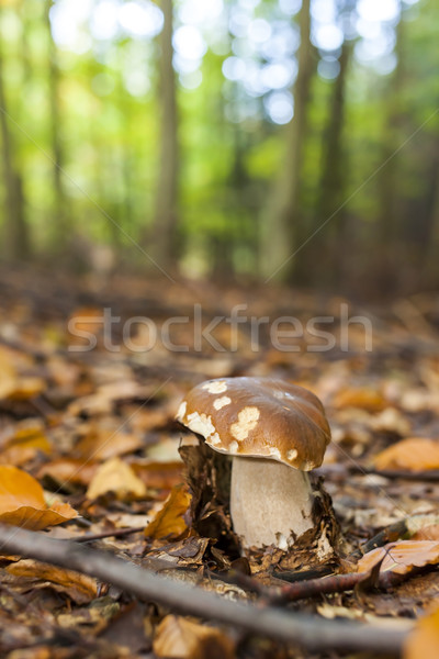 edible mushroom in forest Stock photo © phbcz