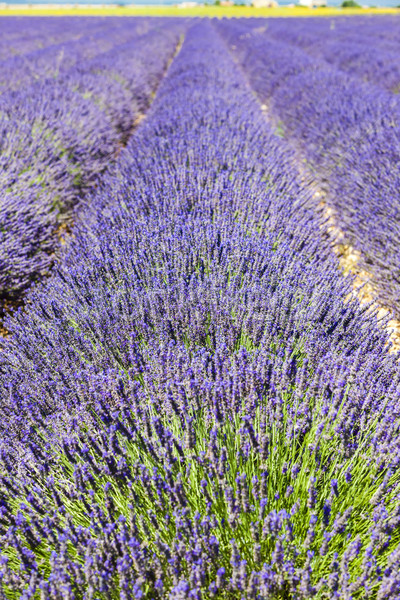 Lavendel veld plateau Frankrijk natuur plant lavendel Stockfoto © phbcz