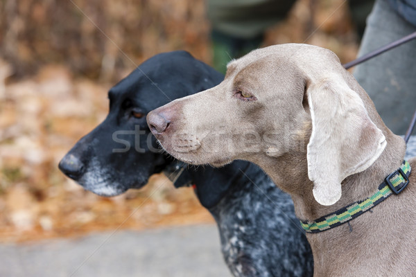 Portre avcılık köpekler açık havada memeli Stok fotoğraf © phbcz