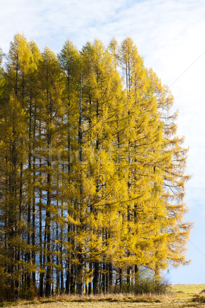 Orman sonbahar Slovakya doğa bitki Avrupa Stok fotoğraf © phbcz