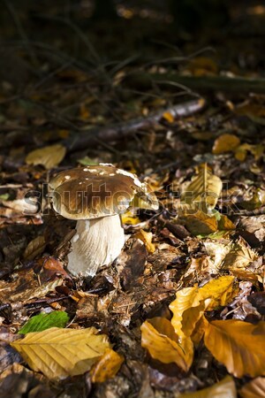 Jadalny grzyby lasu jesienią koszyka spadek Zdjęcia stock © phbcz