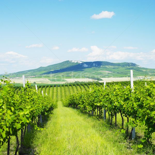 Repubblica Ceca panorama impianti agricoltura crescere viti Foto d'archivio © phbcz