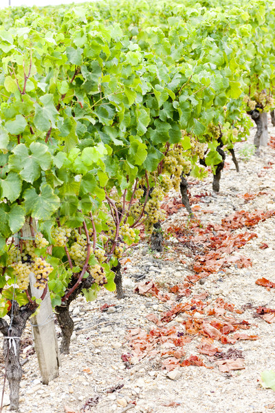 white grape in vineyard, Sauternes Region, Aquitaine, France Stock photo © phbcz
