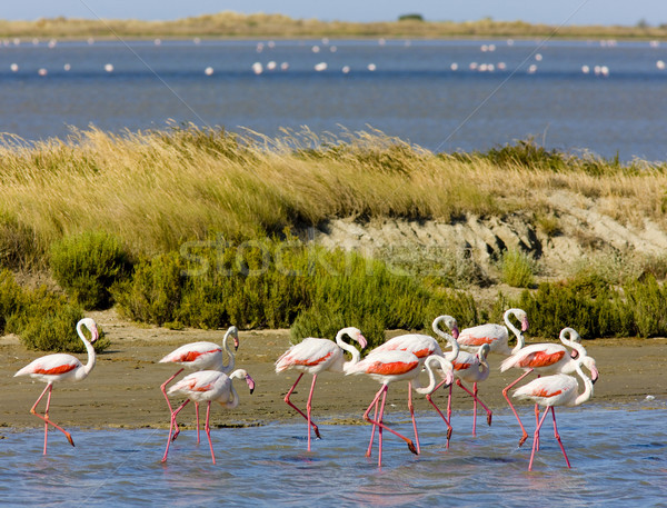 flamingos, Parc Regional de Camargue, Provence, France Stock photo © phbcz