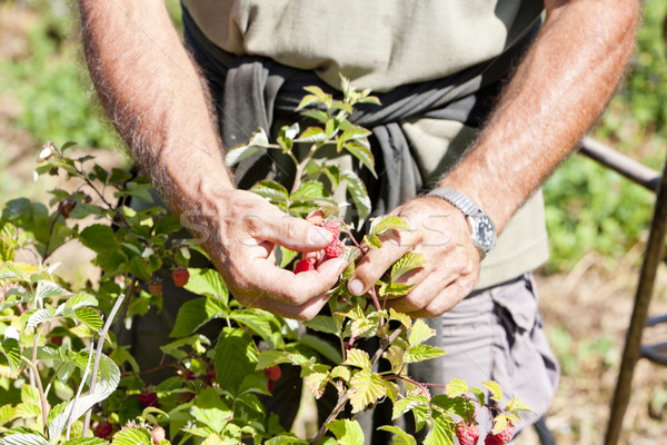 Colheita framboesas mão trabalhando planta jeans Foto stock © phbcz